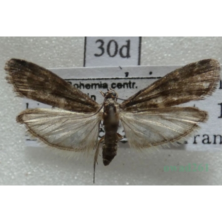 Apomyelois bistriatella (Hulst, 1887) Czech30d